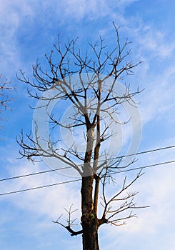 Dead tree branches against blue sky