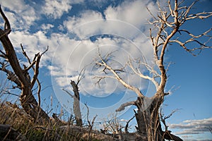 Dead tree branches against blue sky