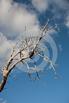 Dead tree branches against blue sky