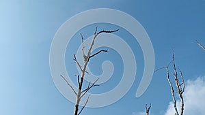 Dead tree branches against a bright blue sky