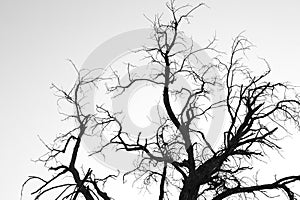 Dead tree branches in black and white