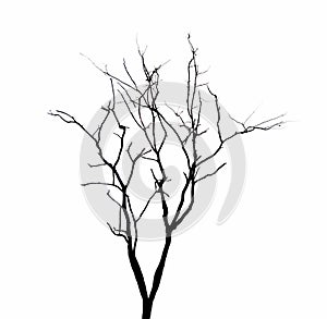 Dead tree branches isolated.