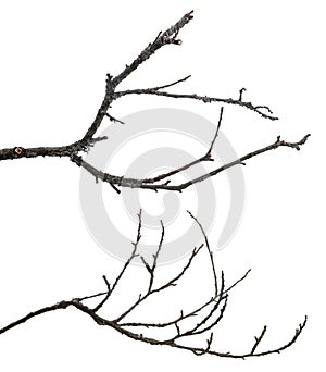 Dead tree branches isolated on white