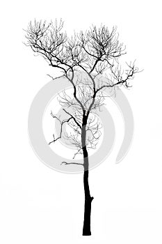 Dead tree branches isolated on white