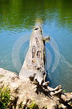 Dead tree branches and trunks in the water