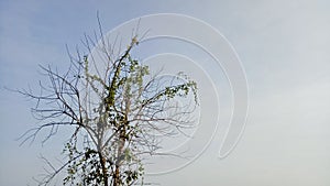 Dead tree branches and vines wrapped around trees and sky background