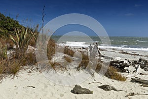 Dead tree brought ashore at Tauparikaka Marine Reserve, New Zealand