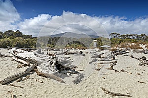 Dead tree brought ashore at Tauparikaka Marine Reserve, New Zealand
