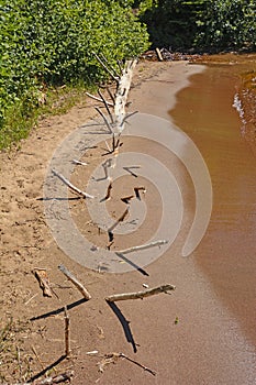 Dead Tree Buried on a Sandy Shore