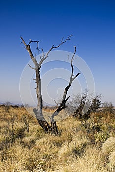 Dead Tree in Bushveld