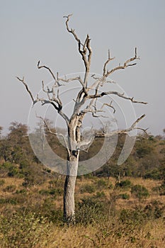 Dead tree in the bushveld