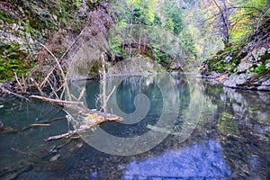 Dead tree in canyon Breakthrough of River Hornad in Slovak Paradise during autumn