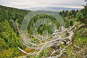 Mŕtvy strom na Čertovej skale v Ľubovnianskej vrchovine