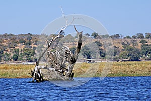 Dead tree in the river