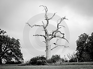 Dead tree on the Chorleywood House Estate