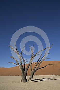 Dead tree on clay pan in the desert