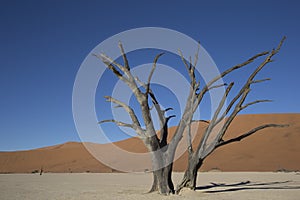 Dead tree on clay pan in the desert