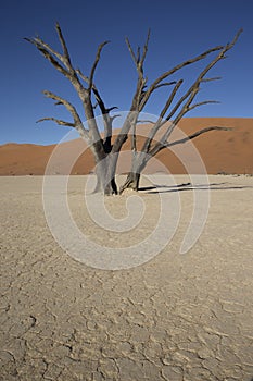 Dead tree on clay pan in the desert