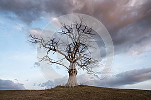 Dead tree with cloudy sky