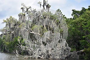 Dead Tree Coated in Spanish Moss in the Bayou