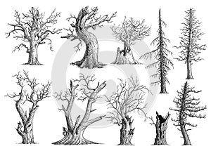 Dead tree collection illustration, drawing, engraving, ink, line art, vector