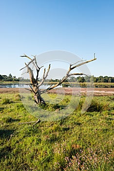 Dead tree in a colorful landscape