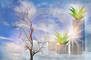 Dead tree compared with planting tree growing money plant on stack of coins on blue sky background