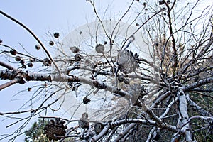 Dead tree with cones