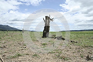 Dead tree on cracked earth