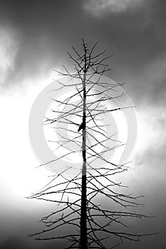 Dead tree with a crow