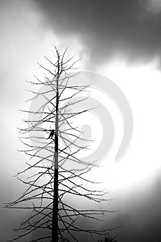 Dead tree with a crow