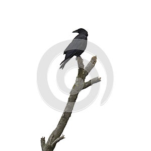 Dead tree with crow