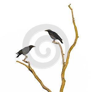 Dead tree with crows isolated on white