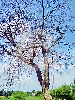 Dead tree,dead/dying  tree in desert with  blue cloudy sky background