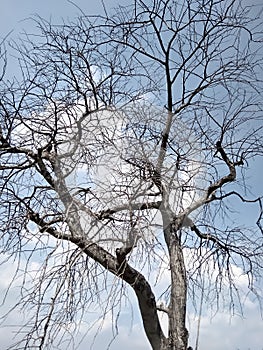 Dead tree,dead/dying  tree in desert with  blue cloudy sky background