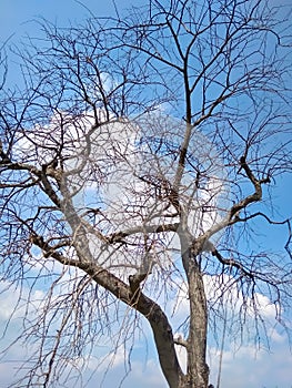 Dead tree,dead/dying  tree in desert with  blue cloudy sky background