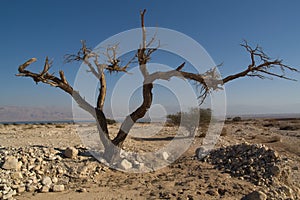 Dead tree on dead sea shore