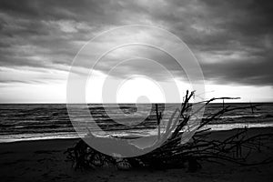 Dead tree on the beach photo