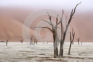Dead tree in Deadvlei, Namib-Naukluft National Park, Namibia