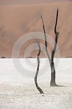 Dead tree in Deadvlei, Namib-Naukluft National Park, Namibia