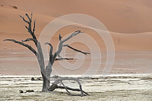 Dead tree in Deadvlei, Namib-Naukluft National Park, Namibia