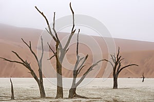 Dead tree in Deadvlei, Namib-Naukluft National Park, Namibia