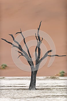 Dead tree in Deadvlei, Namib-Naukluft National Park, Namibia