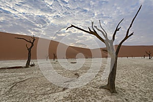 Dead tree in Deadvlei, Namib-Naukluft National Park, Namibia