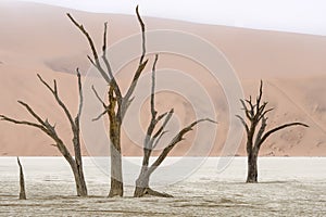 Dead tree in Deadvlei, Namib-Naukluft National Park, Namibia