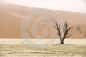 Dead tree in Deadvlei, Namib-Naukluft National Park, Namibia