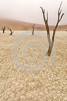 Dead tree in Deadvlei, Namib-Naukluft National Park, Namibia