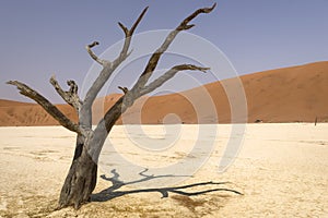 Dead tree in Deadvlei, Namib-Naukluft National Park, Namibia