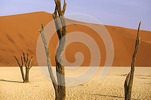 Dead tree in Deadvlei, Namib-Naukluft National Park, Namibia