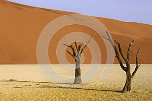 Dead tree in Deadvlei, Namib-Naukluft National Park, Namibia